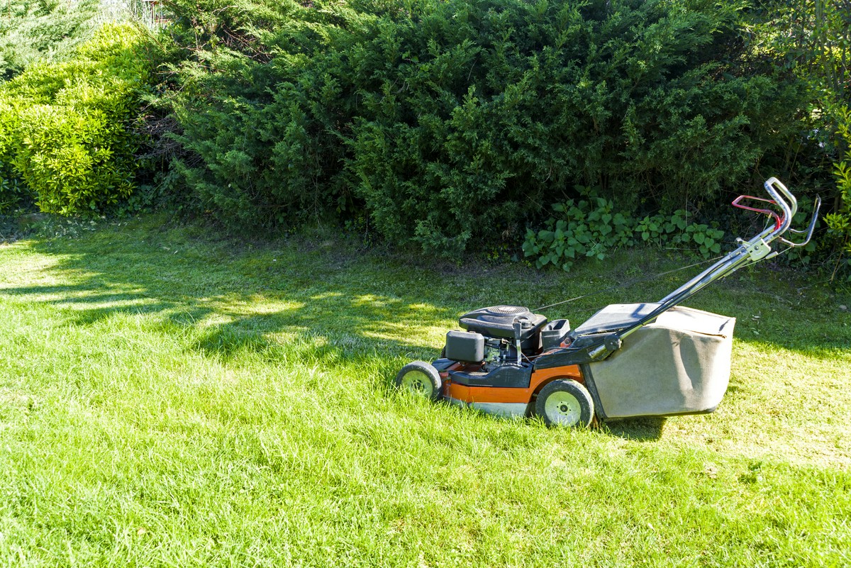 Jak przywrócić estetykę zarośniętym terenom?