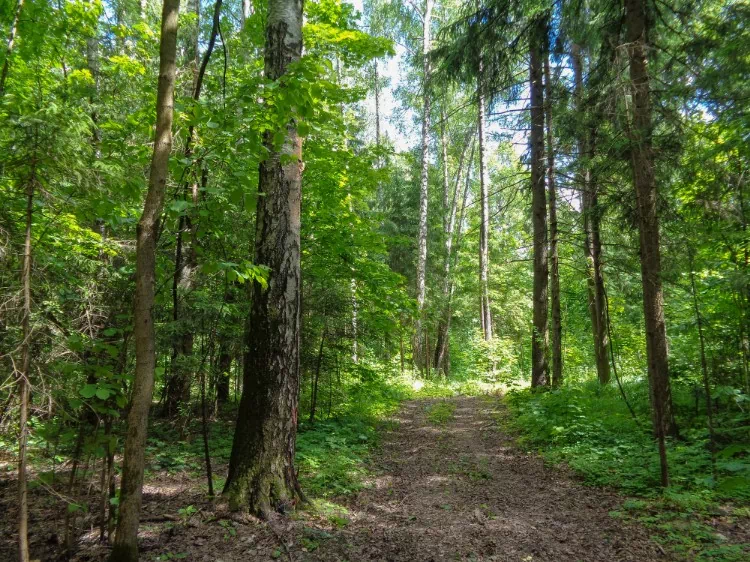 wydeptana ścieżka w lesie